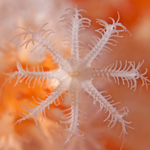 Coral polyp, Shiprock by Doug Anderson 